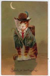 Dressed Cat - Such a Toothache