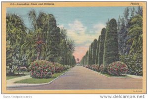 Trees Australian Pines and Hibiscus In Florida 1951 Curteich