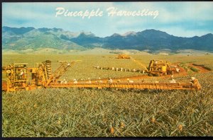Hawaii Pineapple Harvesting, Libby's Modern Machinery skillful Pickers - Chrome