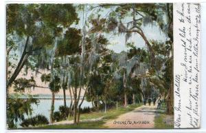 North Walk Road Scene Ormond Florida 1907 postcard