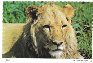 Lion at Lion Country Safari Laguna Hills California Continental Card