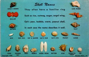 Sea Shell Names