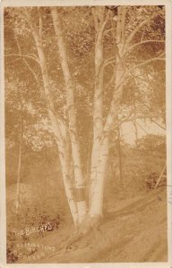 Essex Connecituct The Birches Real Photo Vintage Postcard AA50624