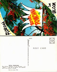 Royal Poinciana, Florida (26029
