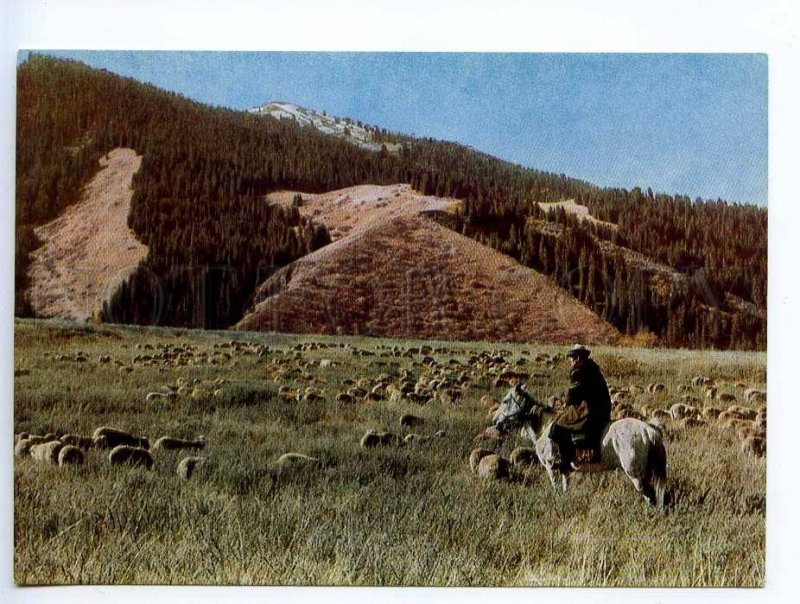 238943 Kyrgyzstan Alpine meadows HORSEMAN old postcard