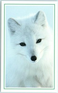 M-12971 An Arctic Fox on Kolguyev Island Russia