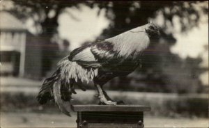 Close-Up Chicken on Stand breeding? c1910 Unidentified Real Photo Postcard