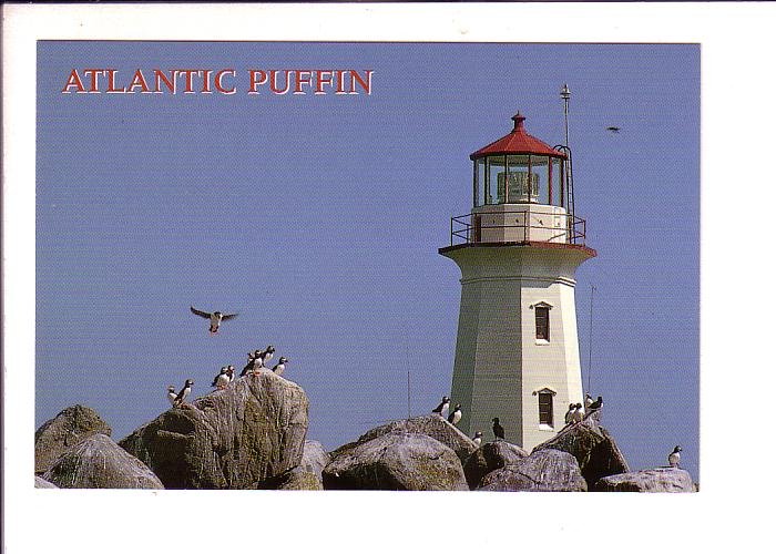 Atlantic Puffin, Lighthouse, Nova Scotia, Canada,