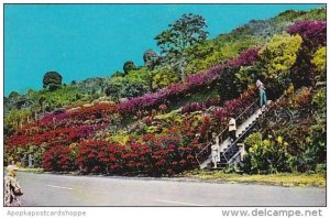 Hawaii Kealakekua Machado Gardens 1972