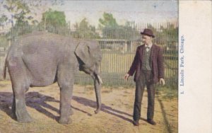 Illinois Chicago Baby Elephant At The Lincoln Park Zoo