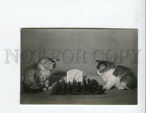 3153944 1956 Puss KITTENS playing CHESS Old photo postcard