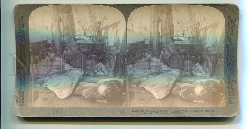 272083 Loading Whaleboat Whale Baffin Bay 1902 y STEREO PHOTO