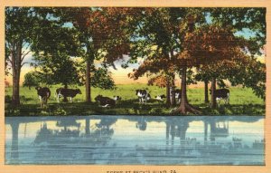 Vintage Postcard Scene At Reck's Pond Pennsylvania PA Tichnor Quality Views