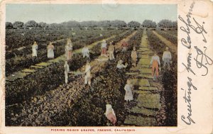 Picking Raisin Grapes Fresno CA