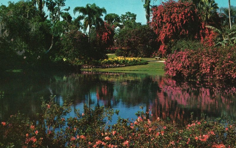 Vintage Postcard Magnificent Bougainvillea Cypress Gardens Florida FL