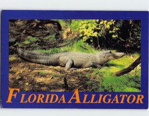 Postcard Florida Alligator, Gator Jungle, Christmas, Florida