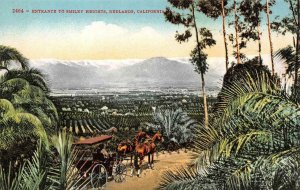Entrance To Smiley Heights, Redlands, CA Horse Carriage c1910s Vintage Postcard