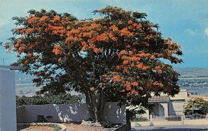 Flamboyan tree Ponce Puerto Rico Postcard