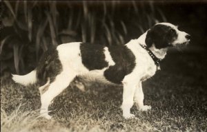 Norfolk? Terrier Mix Dog Collar NICE CLOSE-UP c1920 Real Photo Postcard