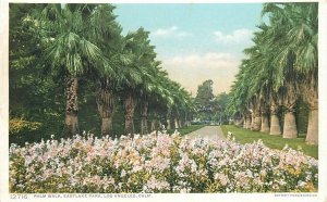 Postcard California Los Angles Palm Walk Eastlake Detroit Publishing 23-7335