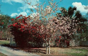 Texas Rio Grande Valley The Orchid Tree In Bloom