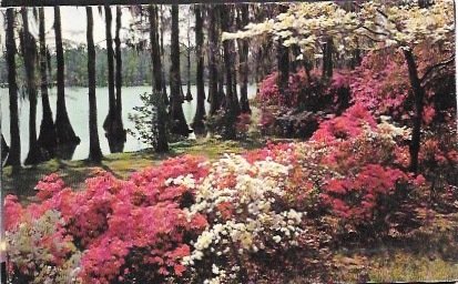 Card showing Azaleas and white dogwood.  #P20865, used card 1966