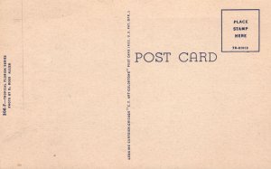 Vintage Postcard Alligator An Old Timer In Florida Tropical Florida Series E. Ro