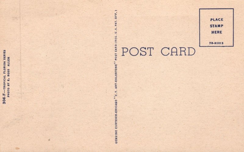 Vintage Postcard Alligator An Old Timer In Florida Tropical Florida Series E. Ro