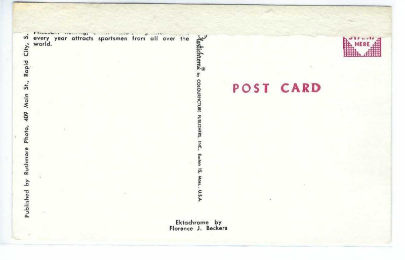 Birds In A Cornfield