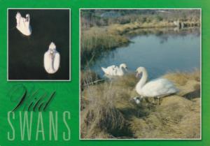 Birds Wild Swans In Southern New England