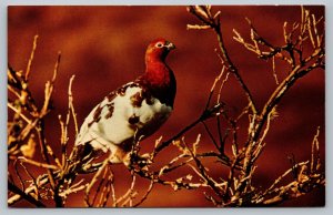 Postcard Alaskan State Bird Willow Ptarmigan AN5A Alaska AK Nature