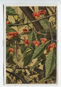 428040 Flower Evonymus europaeus Vintage Sammelwerk Tobacco Card w/ ADVERTISING