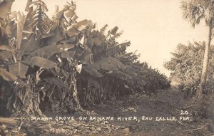 Eau Gallie Florida view of banana grove on Banana River real photo pc BB1900