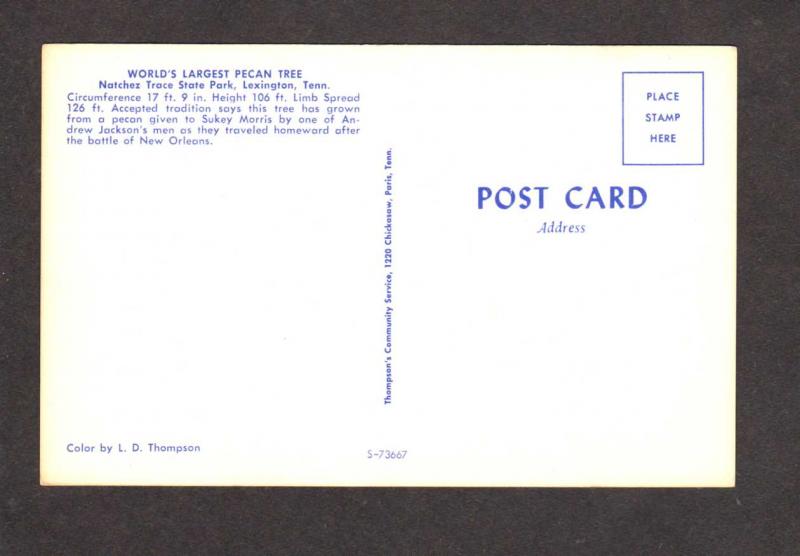 TN Largest Pecan Tree Natches Trace State Park Lexington Tenn Tennessee Postcard