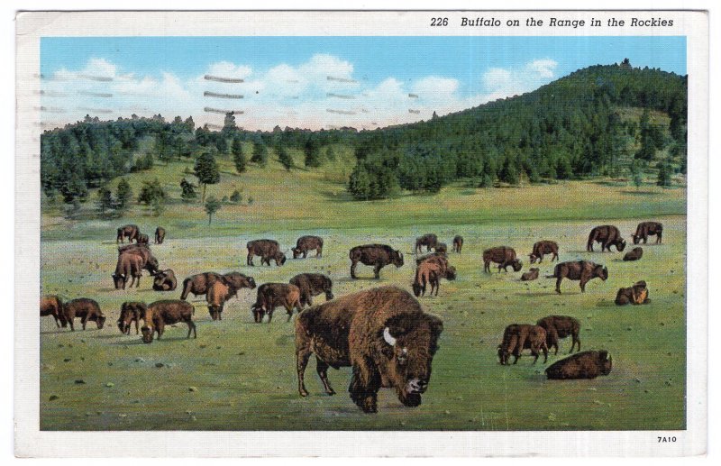 Buffalo on the Range in the Rockies