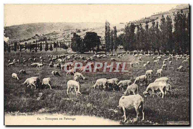 Old Postcard Folklore Sheep Herd in apturage