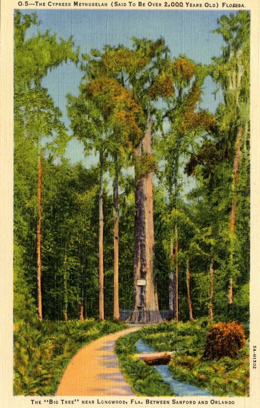 FL - Longwood. The Cypress Tree Methuselah