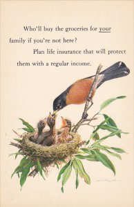 Birds Red Robin Feeding Young From The Prudential Insurance Company Of America