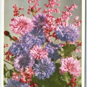 c1930s Valentine's No 25 Heuchera & Cornflower Flower Series Litho Photo PC A234