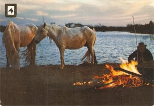 Animals. Horses by the campfire modern Spanish  photo PC . Size 15 x 10,5 cms