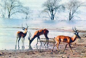 Antelope Impala in Africa