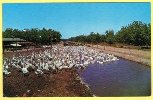 STAHMANN PECAN FARM, LAS CRUCES, NM  SEE SCAN