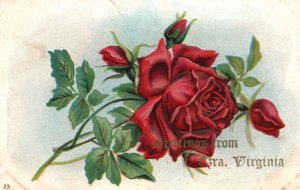 Vintage Postcard 1910's Greetings From Ezra Virginia Large Print Rose Flower