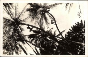 Honolulu HI Hawaii Men Picking Coconuts in Trees Real Photo Vintage Postcard