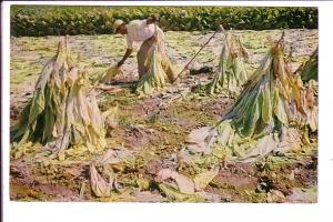 Tobacco Harvest, Kent County Ontario, 