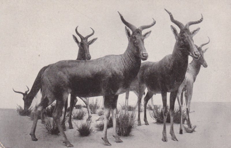 Illinois Chicago Field Museum Of Natural History Swayne's Hartebeest