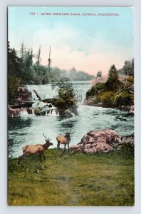 Upper Tumwater Falls Elk Scene Olympia Washington WA UNP DB Postcard Q7