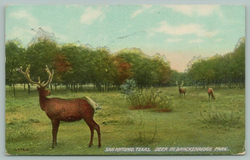 San Antonio Texas~Brackenridge Park~Deer Grazing~Postcard~c1910 