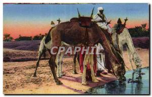 Old Postcard Algeria At the edges of Wadi I Camel Camel