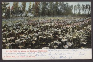 Southern California A Lily Field in Winter Pub by M. Rieder pm1904 ~ Und/B